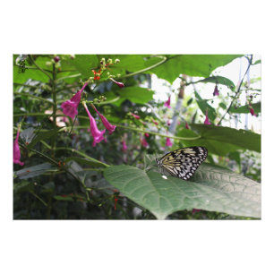Yellow Butterfly on a Leaf Photo Print