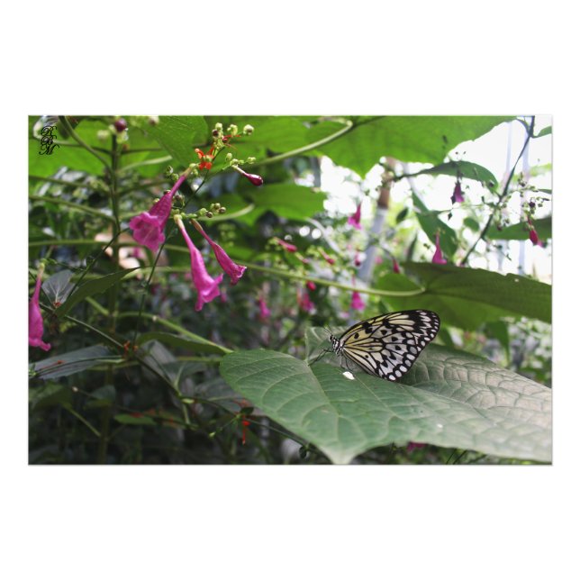 Yellow Butterfly on a Leaf Photo Print (Front)