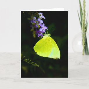 Yellow Butterfly on Purple Flower Greeting Cards