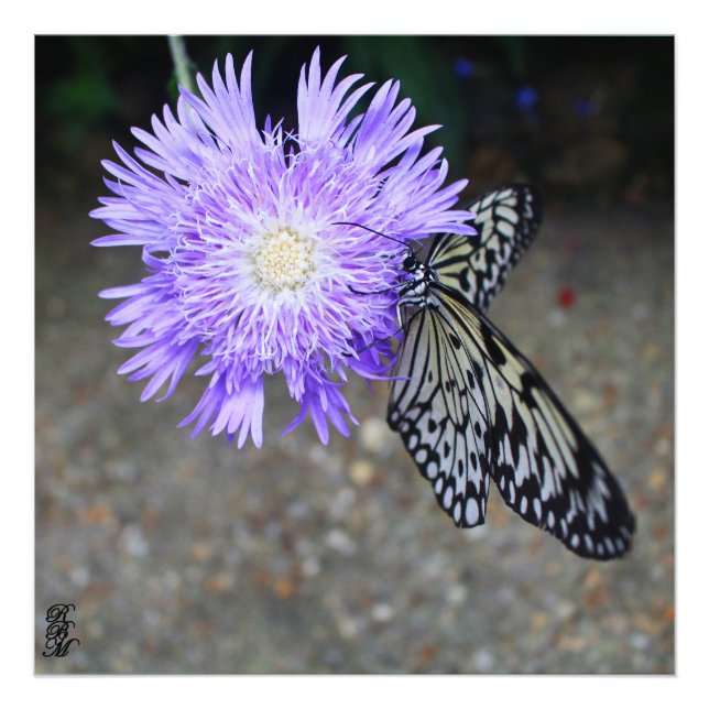Yellow Butterfly on Purple Flower Photo Print (Front)