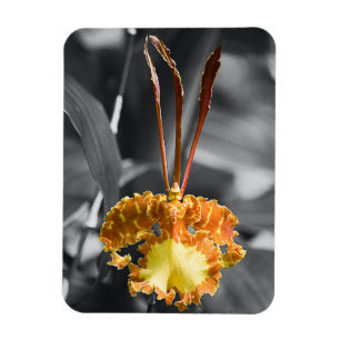 Yellow Butterfly Orchid Flower Magnet
