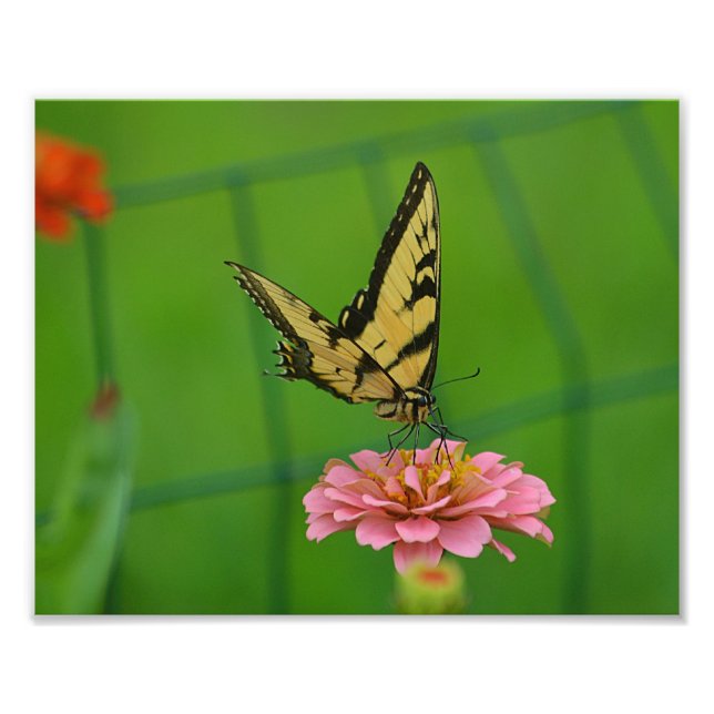 Yellow Butterfly Photo Print (Front)