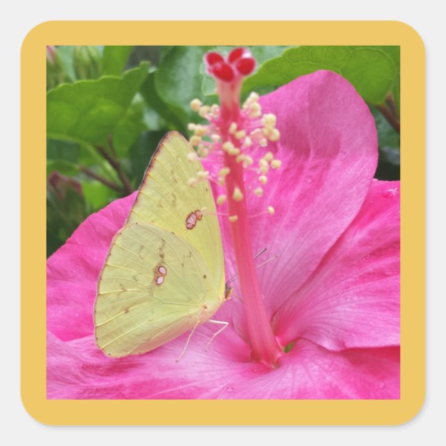 Yellow Butterfly & Pink Flower, square sticker (Front)