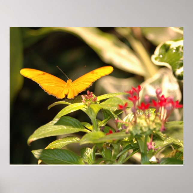 Yellow Butterfly Poster (Front)