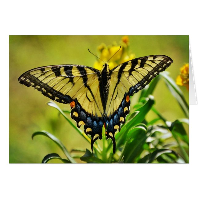 Yellow Butterfly Scripture Card Numbers 6:25 (Front Horizontal)