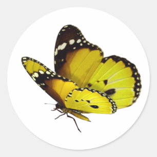 yellow Butterfly Square Stickers