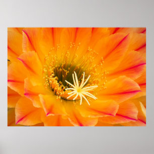 Yellow Cactus Blossom Poster
