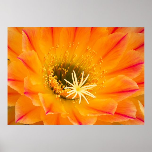 Yellow Cactus Blossom Poster (Front)