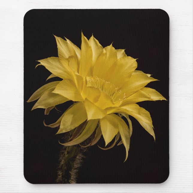 Yellow cactus flower  mouse mat (Front)