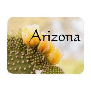 Yellow cactus flowers as they bloom , Arizona Magnet