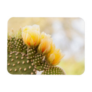 Yellow cactus flowers as they bloom in Arizona Magnet