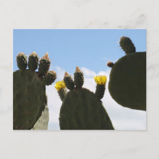Yellow Cactus Flowers Postcard