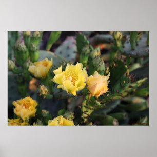 Yellow Cactus Flowers Poster