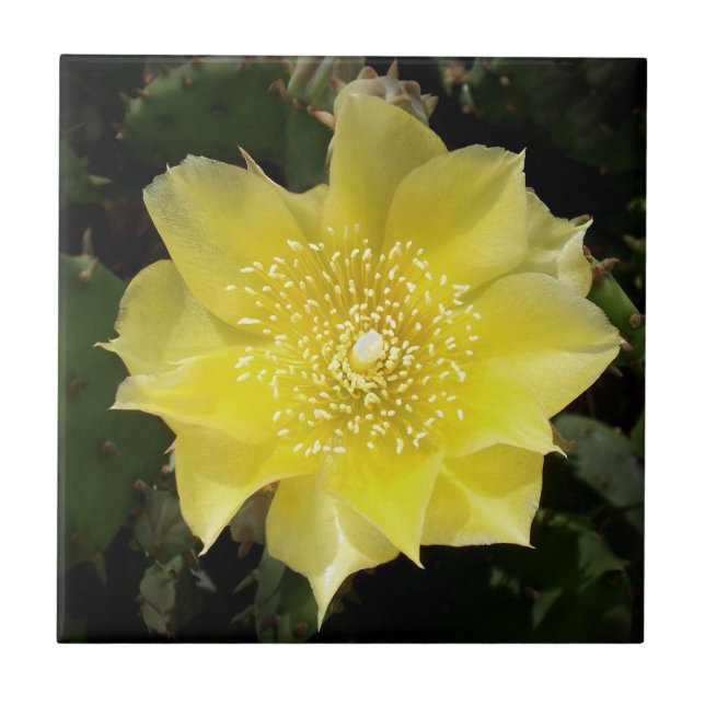Yellow Cactus Prickly Pear Flower Tile (Front)