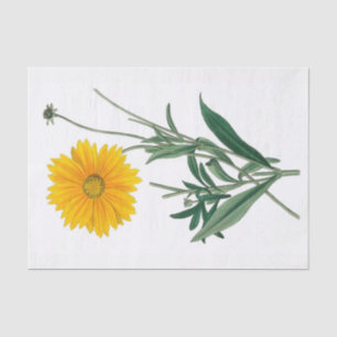 Yellow Calendula Floral 10" X 15" Tissue Paper