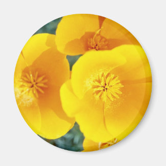 yellow California poppies in full bloom flowers Magnet