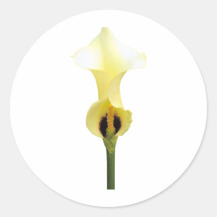 Yellow Calla Lily Classic Round Sticker