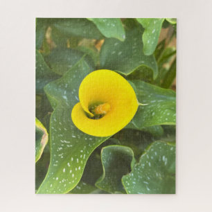 Yellow Calla Lily, San Mateo Jigsaw Puzzle