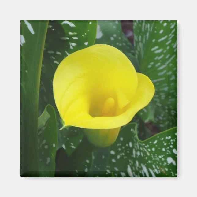 Yellow Calla Magnet (Front)