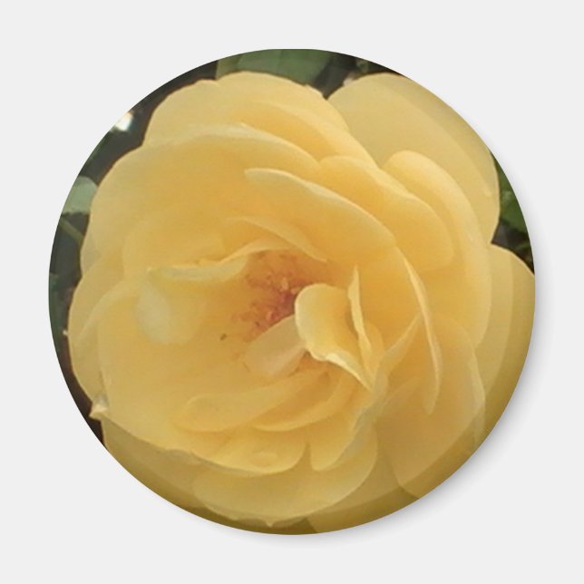Yellow Camellia Magnet (Front)