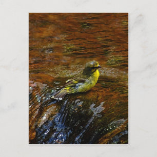 Yellow Canary bird bathing Postcard