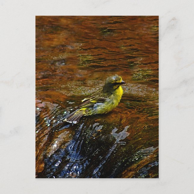 Yellow Canary bird bathing Postcard (Front)