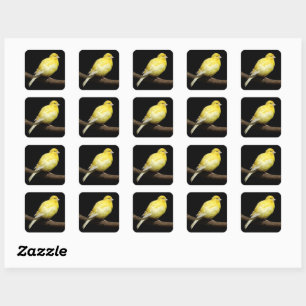 Yellow Canary Square Sticker
