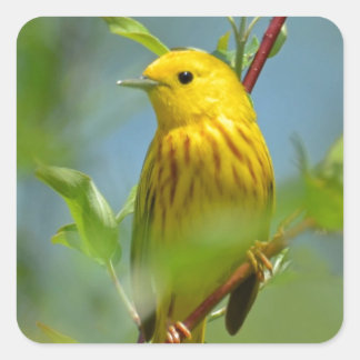 Yellow Canary Square Sticker