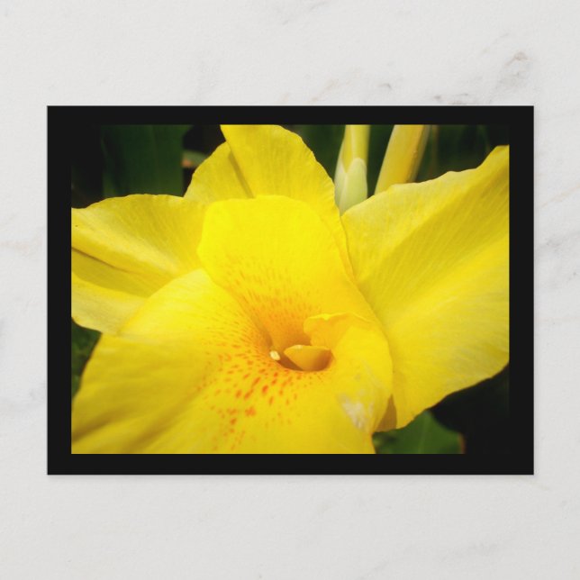 Yellow canna lily flower postcard (Front)