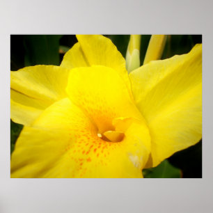Yellow canna lily flower poster