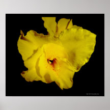 Yellow Cannas Canna Lilies Flower Photo