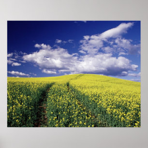 Yellow canola in Whitman County Washington state Poster