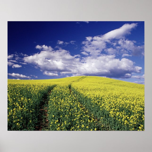 Yellow canola in Whitman County Washington state Poster (Front)