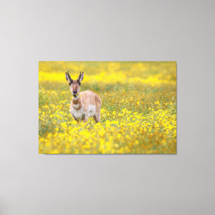 Yellow Canvas Print