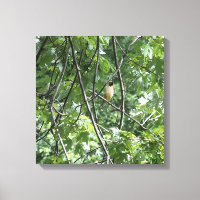 Yellow cardinal canvas print (Front)