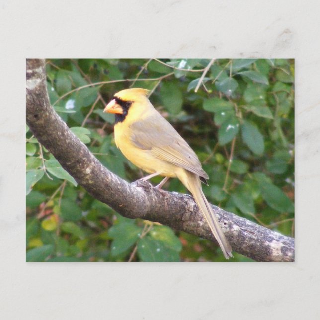 Yellow Cardinal Postcard (Front)
