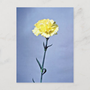 Yellow carnation flowers postcard