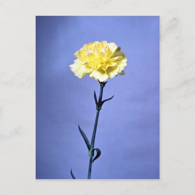 Yellow carnation postcard (Front)