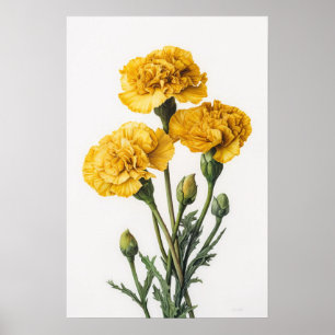 Yellow Carnations Flower Art Print Poster