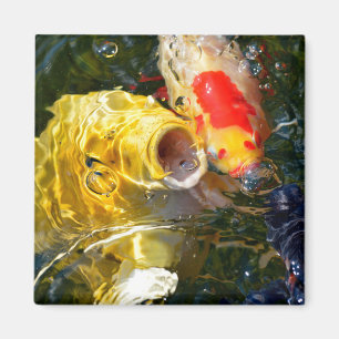 Yellow carp koi and goldfish on the water surface magnet