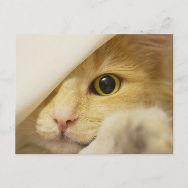 Yellow Cat Peeking Out Postcard (Front)