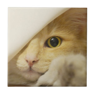 Yellow Cat Peeking Out Tile