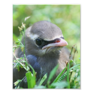 Yellow Cedar Waxwing Fledgling Bird 8x10 Photo Print