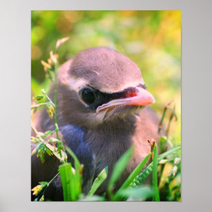 Yellow Cedar Waxwing Fledgling Bird Poster