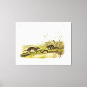Yellow-cheeked Meadow-Mouse, Taiga Vole by Audubon Canvas Print