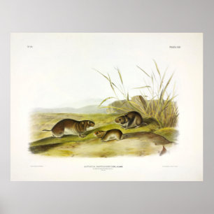 Yellow-cheeked Meadow-Mouse, Taiga Vole by Audubon Poster