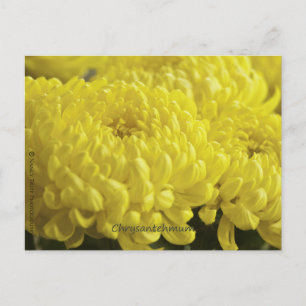 Yellow Chrysanthemum Macro Photograph Postcard