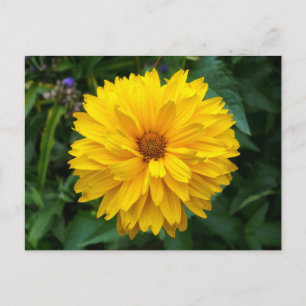 Yellow Chrysanthemum Postcard
