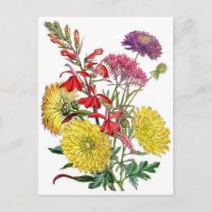 Yellow Chrysanthemums and purple Scabiosa Flower Postcard