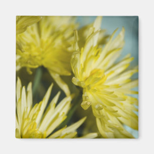 yellow chrysanthemums magnet